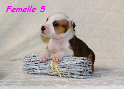 Femelle 5