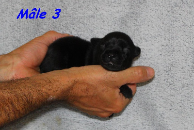 Mâle 3