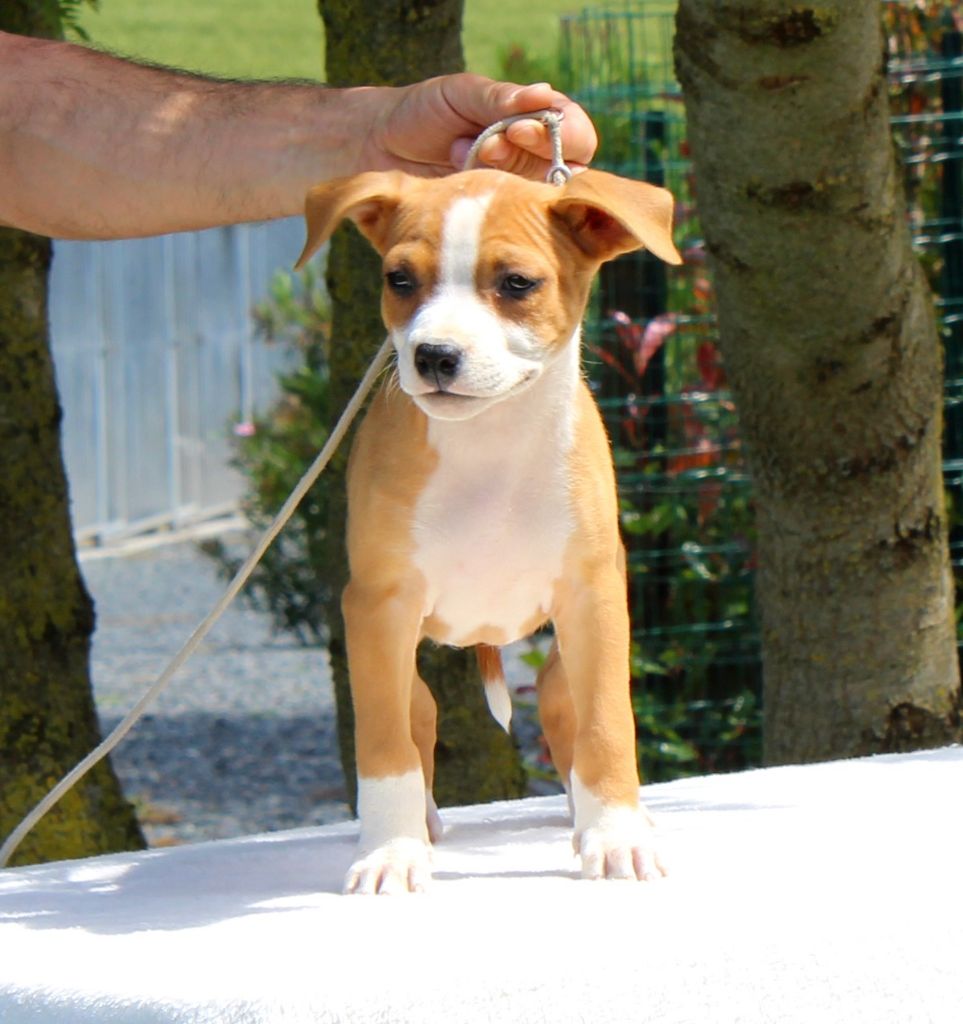 Terrier's Paradise - Chiots disponibles - American Staffordshire Terrier