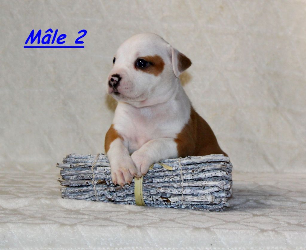 Terrier's Paradise - Chiots disponibles - American Staffordshire Terrier