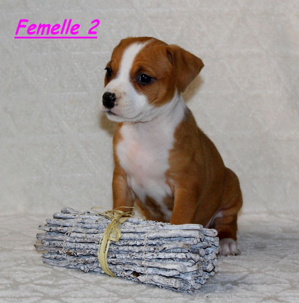 Terrier's Paradise - Chiots disponibles - American Staffordshire Terrier