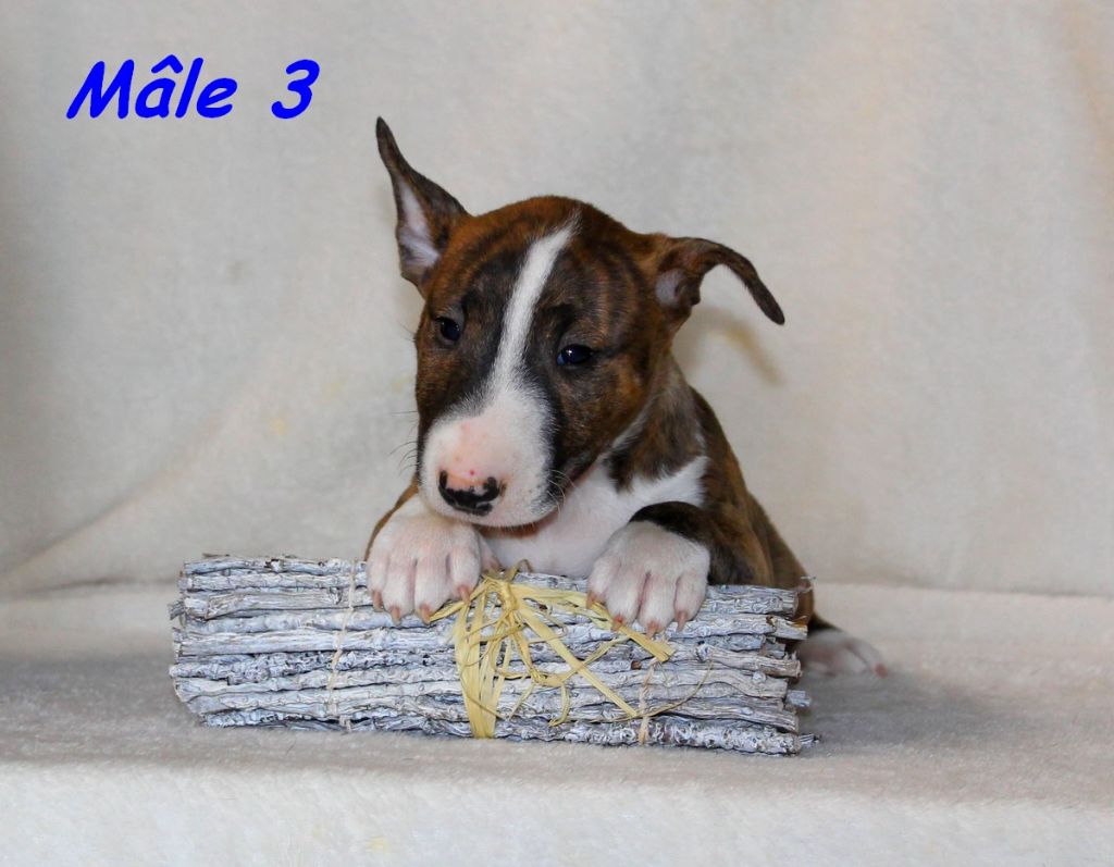 Terrier's Paradise - Chiots disponibles - Bull Terrier Miniature