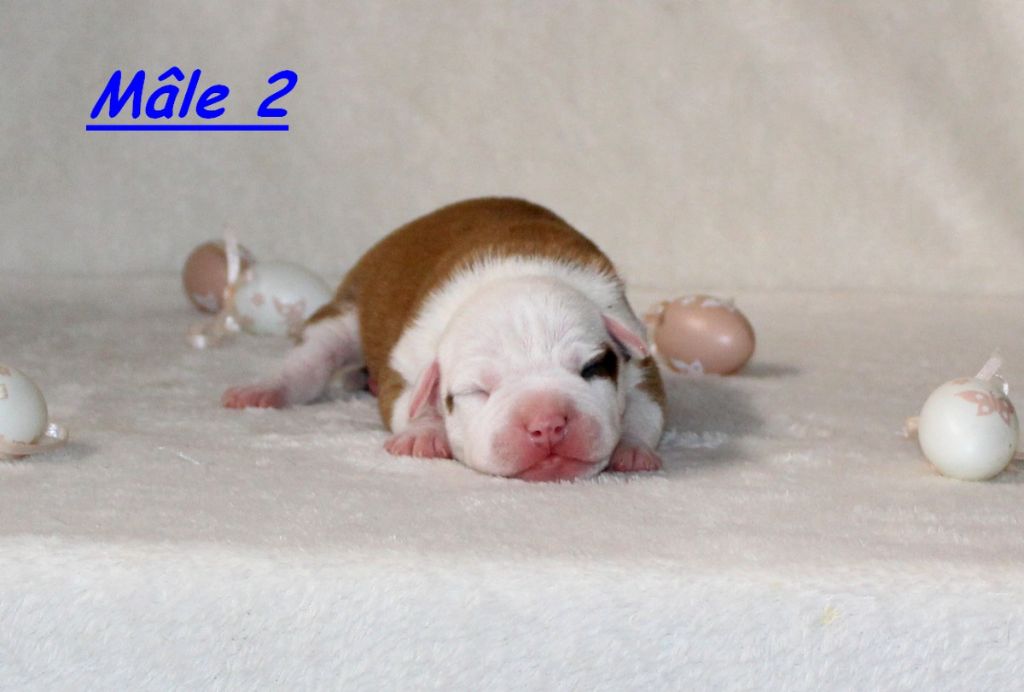 Terrier's Paradise - Chiots disponibles - American Staffordshire Terrier