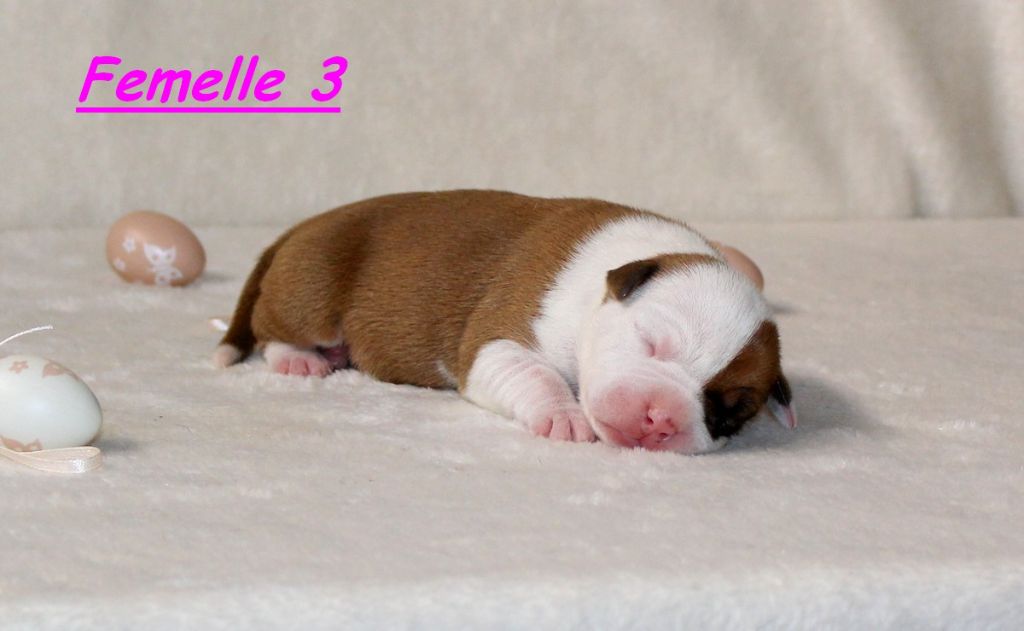 Terrier's Paradise - Chiots disponibles - American Staffordshire Terrier