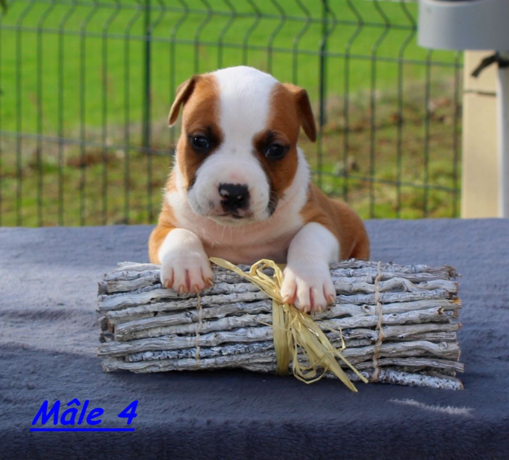 Terrier's Paradise - Chiots disponibles - American Staffordshire Terrier