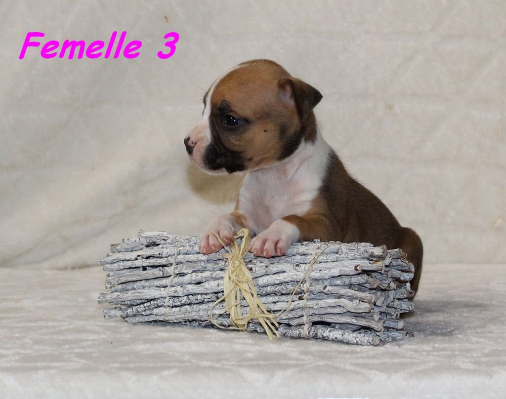 Terrier's Paradise - Chiots disponibles - American Staffordshire Terrier