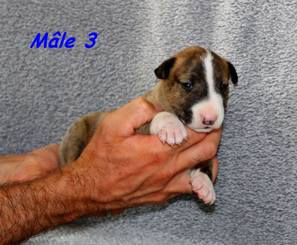 Terrier's Paradise - Chiots disponibles - Bull Terrier Miniature