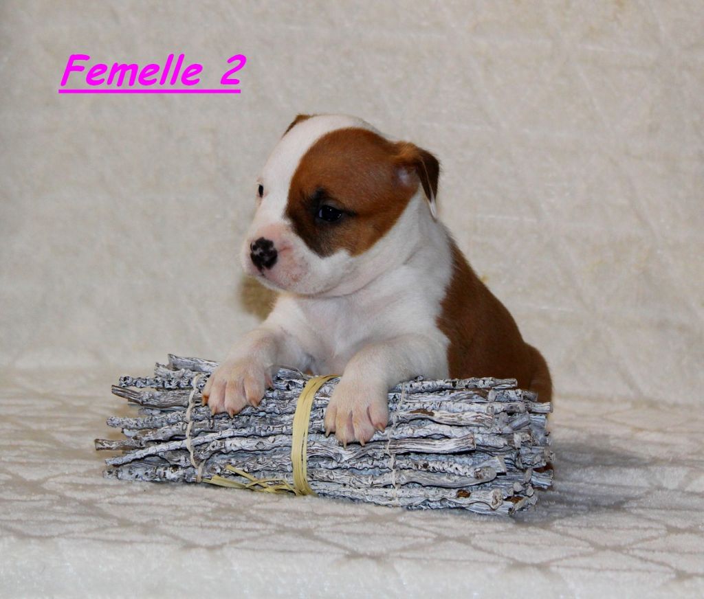 Terrier's Paradise - Chiots disponibles - American Staffordshire Terrier