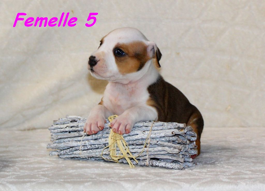 Terrier's Paradise - Chiots disponibles - American Staffordshire Terrier