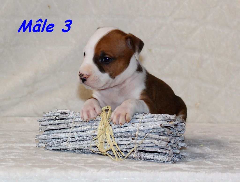 Terrier's Paradise - Chiots disponibles - American Staffordshire Terrier