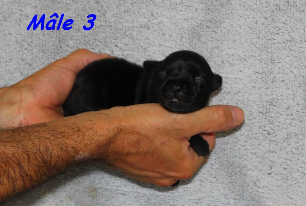 Terrier's Paradise - Chiots disponibles - Staffordshire Bull Terrier